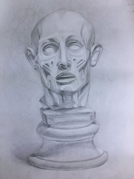 Голова Экорше Академический