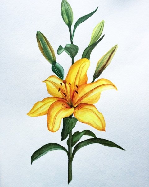 Ботанический скетч Лилия