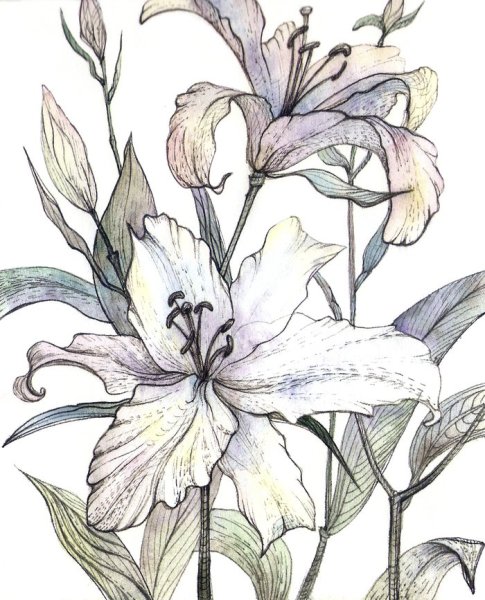 Лилии в графике