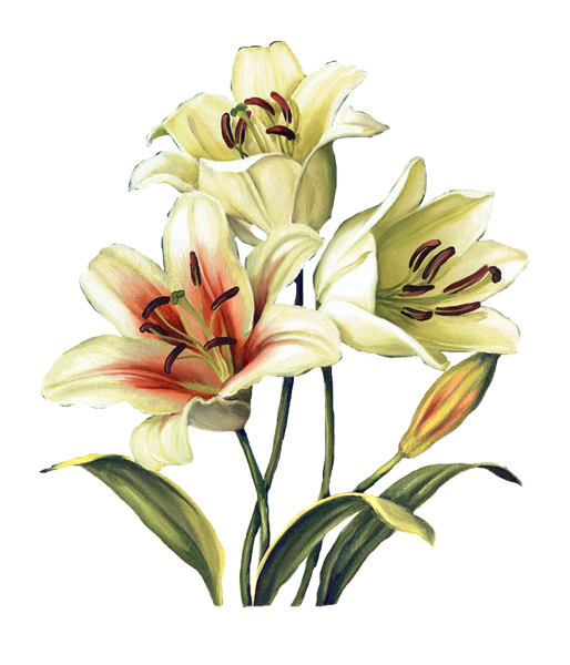 Ботаническая живопись акварелью Лилия