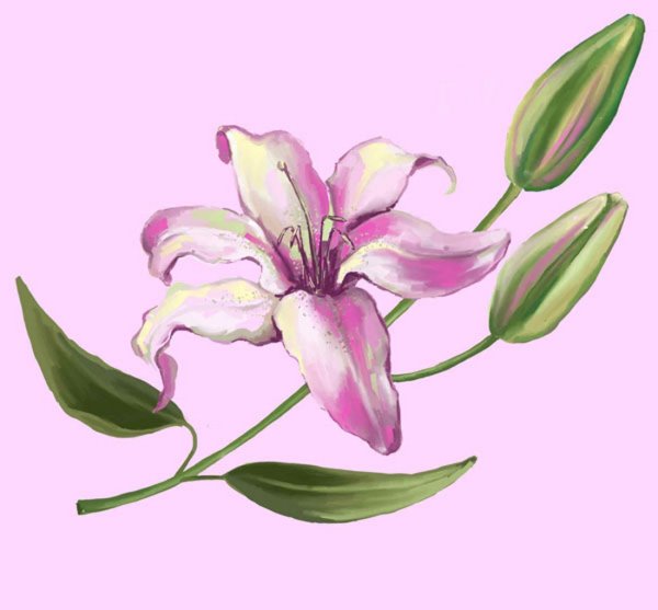 Лилия рисунок