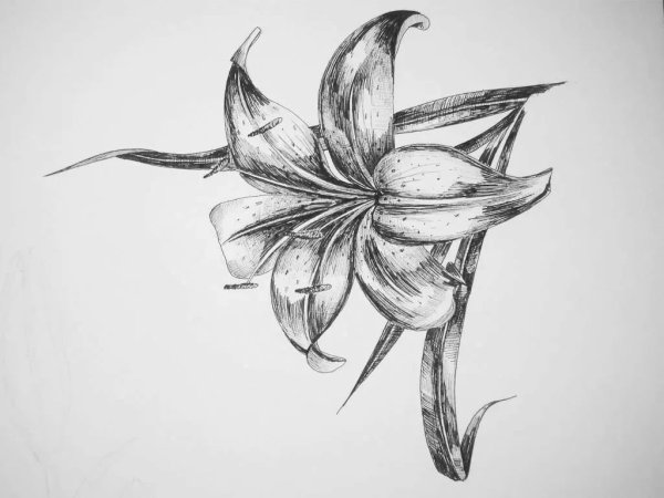 Рисунки цветов карандашом