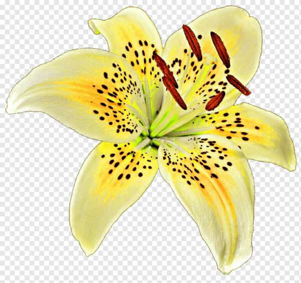 Лилия рисунок