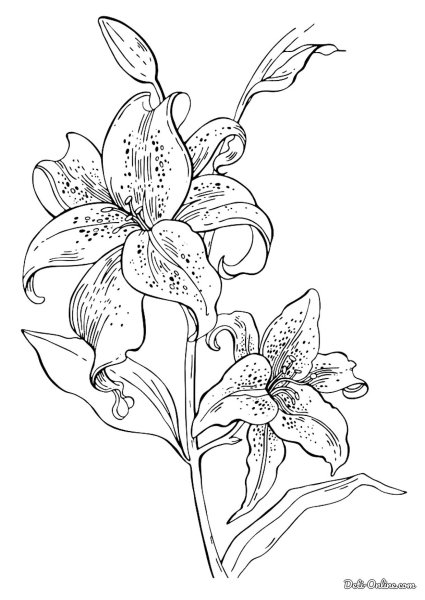 Лилия саранка раскраска