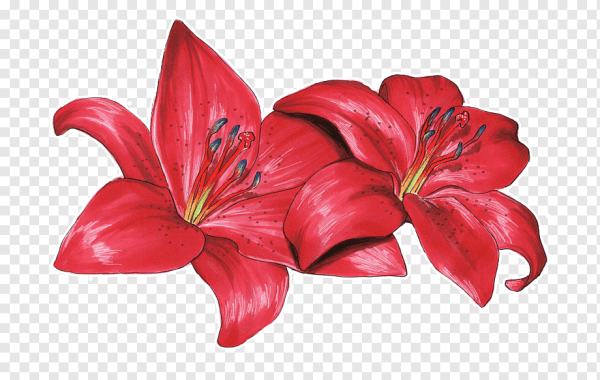 Лилия Сардана вектор