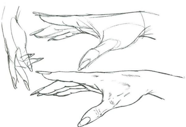 Кисть руки сбоку рисунок