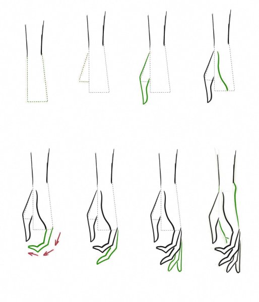 Этапы рисования рук