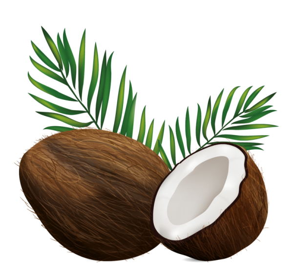 Кокос иллюстрация