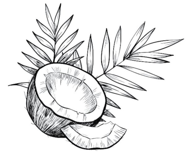 Кокос гравюра