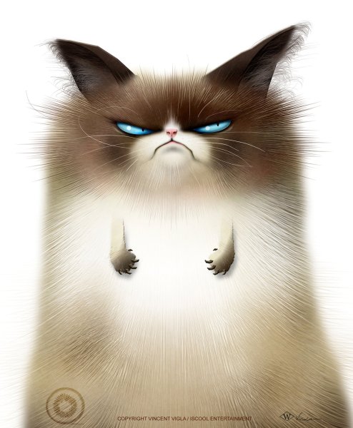 Недовольный толстый кот