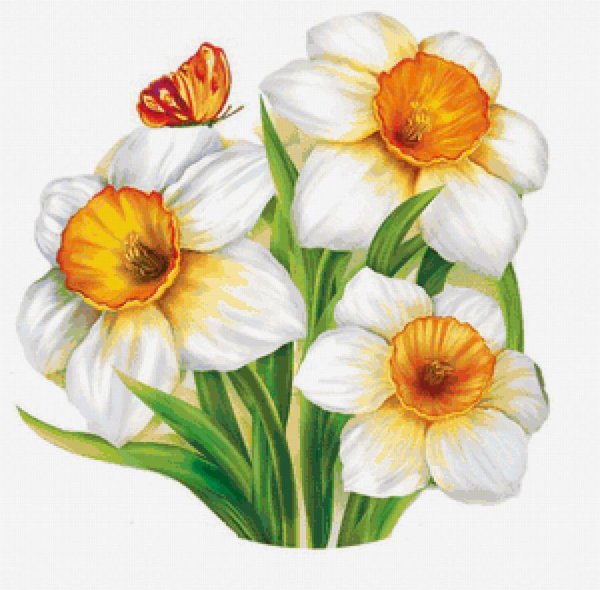 Нарциссы мультяшные