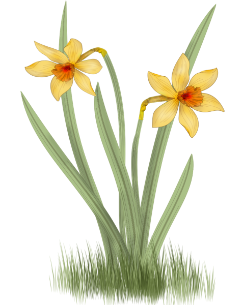 Нарцисс для детей