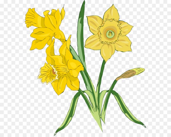 Нарциссы мультяшные