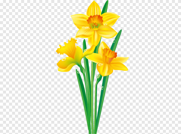 Желтые нарциссы рисунок
