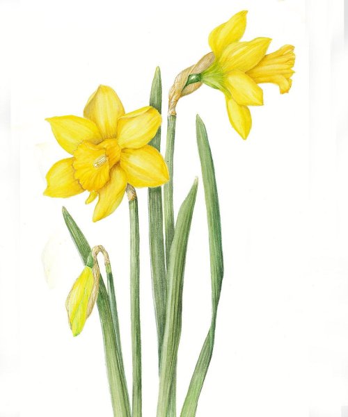 Нарцисс Ботаническая иллюстрация