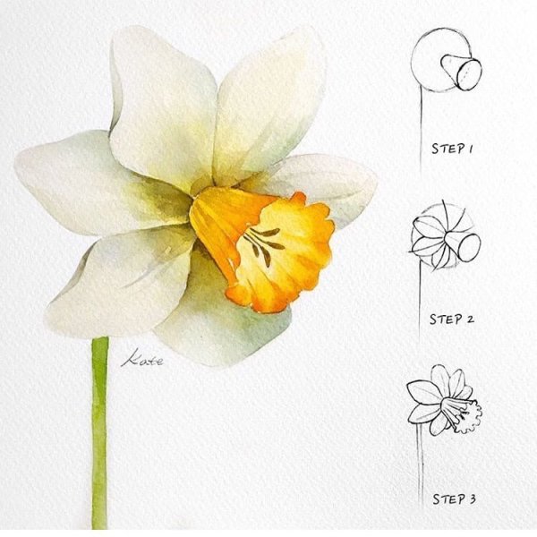 Нарцисс карандашом
