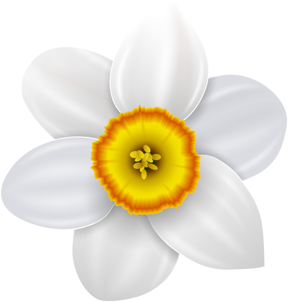 Белые цветы