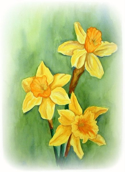 Нарциссы гуашью