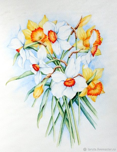 Нарциссы акварелью
