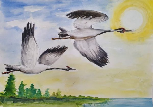 Журавль на белом фоне