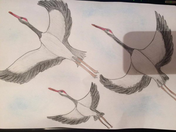 Перелетные птицы