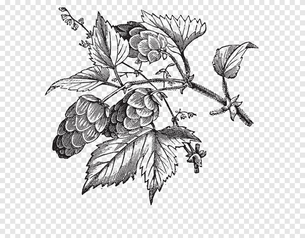 Хмель обыкновенный