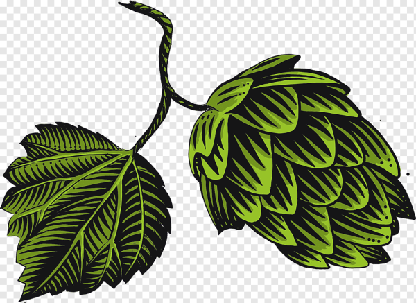 Шишка хмеля вектор