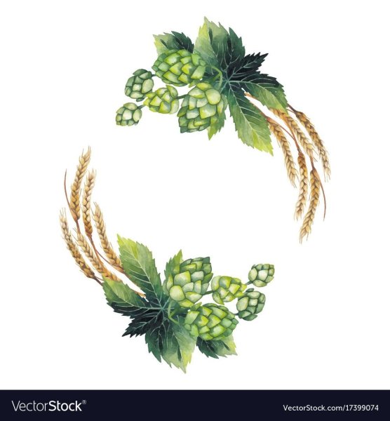 Хмель акварель