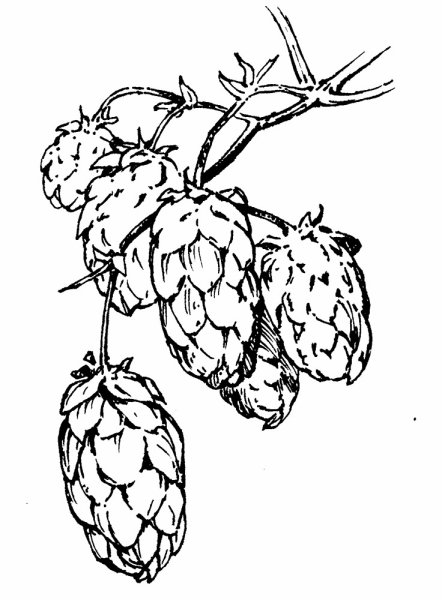 Хмель шишки