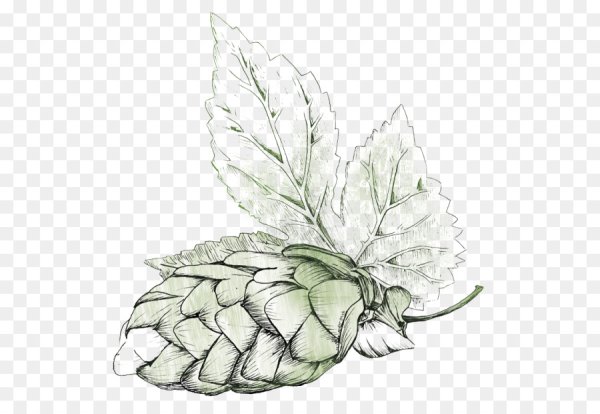 Хмель акварель