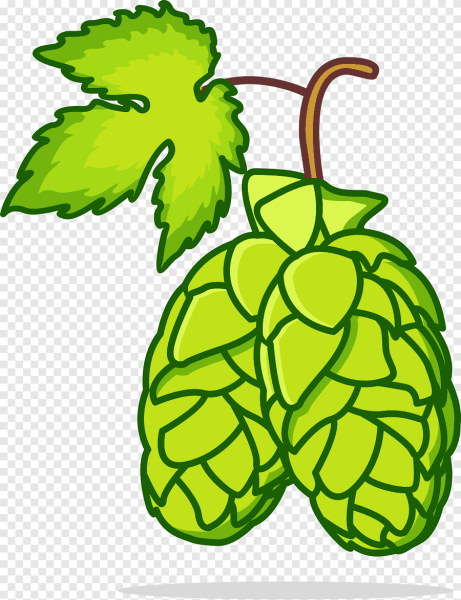 Шишки хмеля вектор