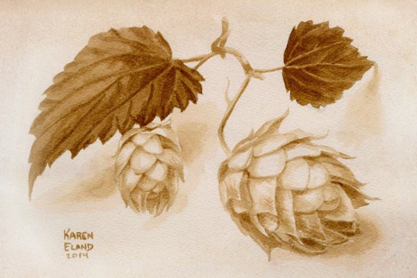 Шишки хмеля нарисованная