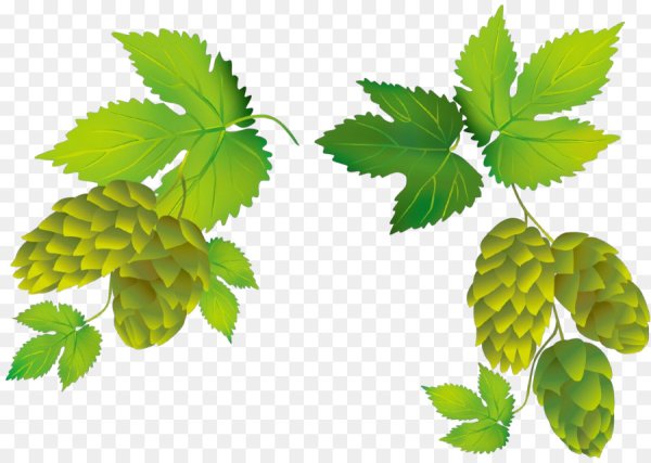 Листья хмеля вектор