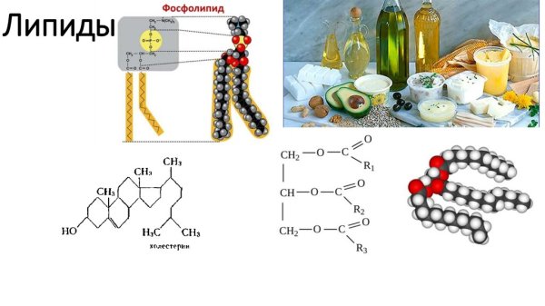 Строение липидов рисунок
