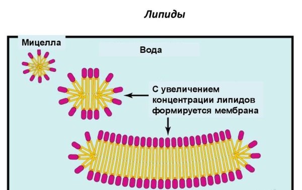 Структура мицеллы липидов схема