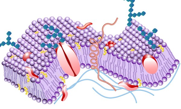 Молекула липида
