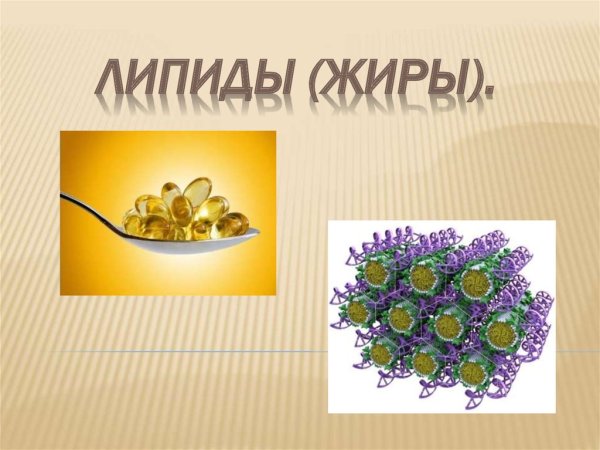 Липиды фото