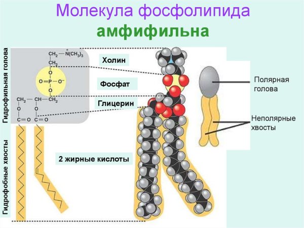 Строение фосфолипидов