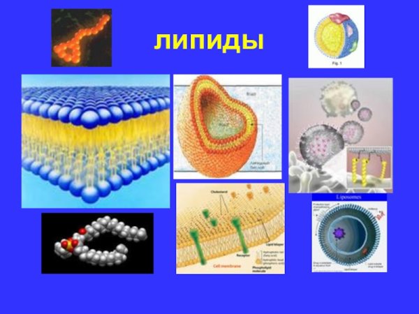 Липиды картинки