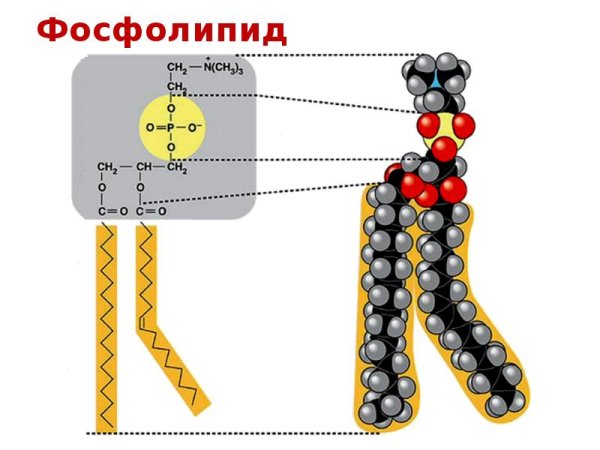 Строение фосфолипид формула