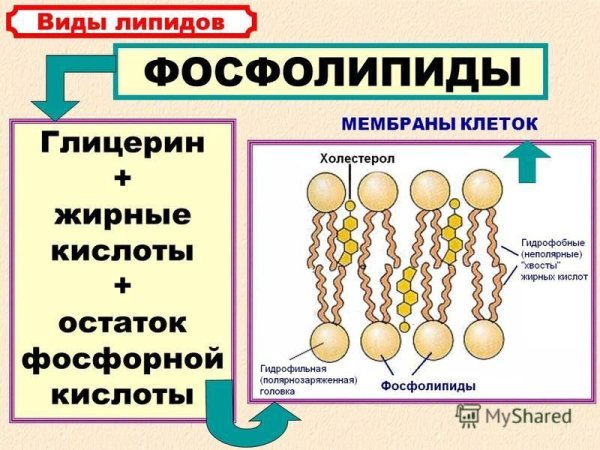 Липиды фосфолипиды