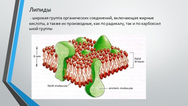 Функции липидов в мембране