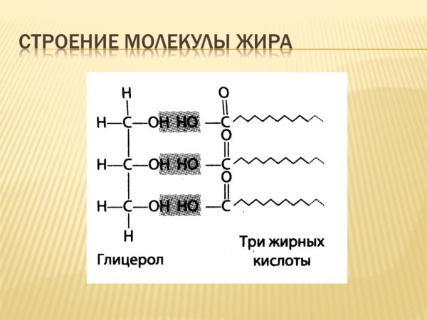 Строение молекулы липида