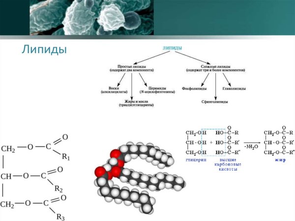 Строение и классификация липидов