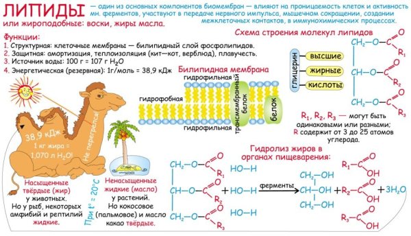 Липиды строение и функции