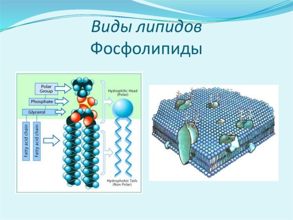 Строение липидов биология
