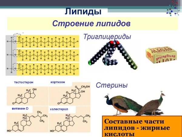 Строение жиров и фосфолипидов