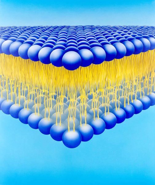 Липиды фосфолипиды