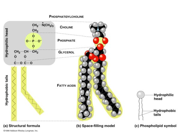 Структура строения липидов