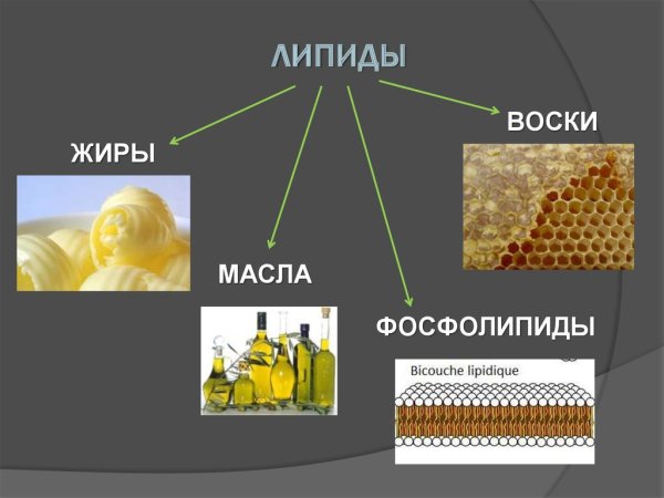 Жиры липиды фосфолипиды